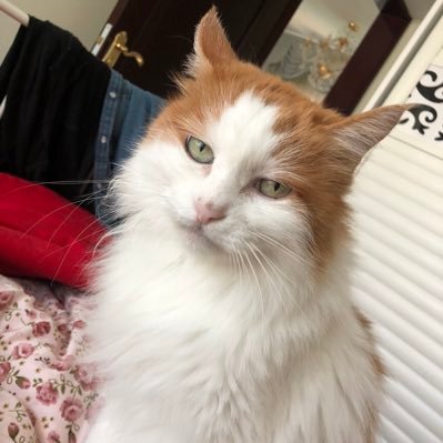 Jing11072's profile picture. GA WDI student, love coding, love cat, love travel