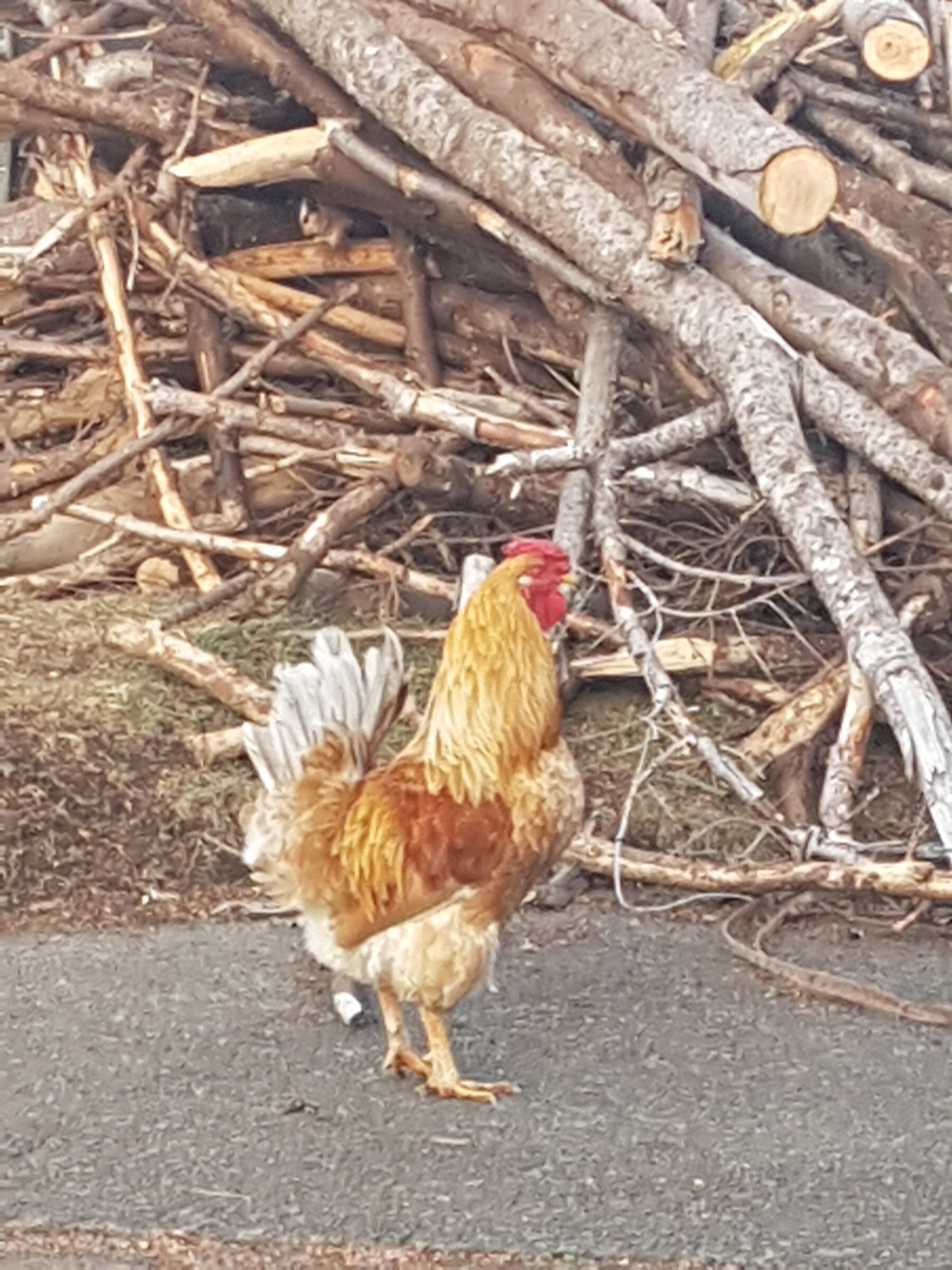 rajinesh_prasad's profile picture. Good