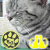 shimashimacat's profile picture. ねこと阪神タイガースをこよなく愛してます。国境無き猫もふ団and猫合体党