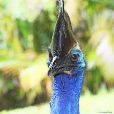 🔻Cassowary of State Security