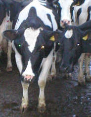 nickmetcalfeuk's profile picture. #BuryFC more recently alongside #BuryAFC.