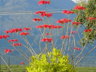 Lisboetinha's profile picture. 