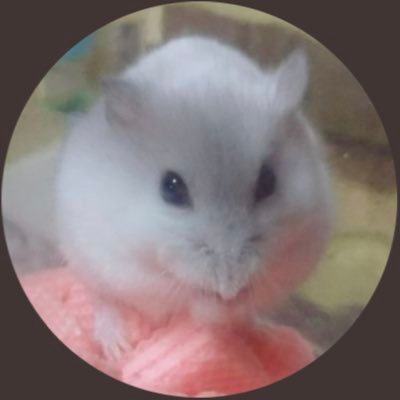 パールホワイト2018年8月29日🏡 ♀【あられちゃん】【むぎ】兄弟 🐹 名前を変更しました！これからもあられちゃんとむぎちゃんをよろしくお願いします