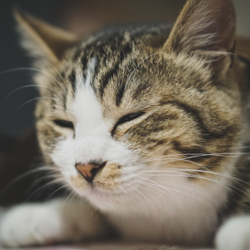 miharu0079's profile picture. 下っ端プログラマ兼、雑用係。政治の事を呟くことが多いです。高橋洋一先生信者。基本維新応援。腐ってます。