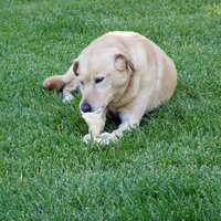Artificial Grass SD (@agsandiego) 's Twitter Profile
