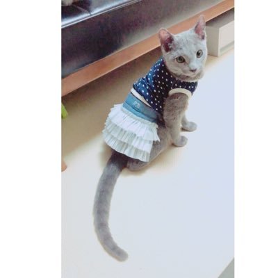 猫のお洋服 KiK 唄うようなドレスを届けたい “dress-sing”