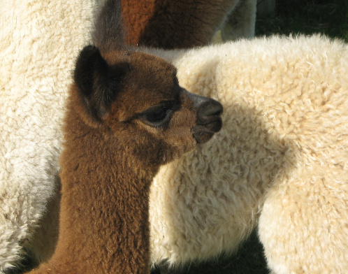 Online store specialising in 100% alpaca  yarns, also kits, haberdashery, patterns.  See our alpaca socks, bedding, handmade gifts - and much more ...