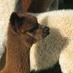 TheLittleWoolCompany (@littlewool) Twitter profile photo