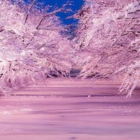 twilight (@twiligh33134712) 's Twitter Profile