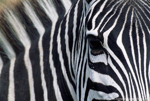 oh haaai thuur! it's @GabrielaTwittaa jail'd for being too stripey. xD neigh~