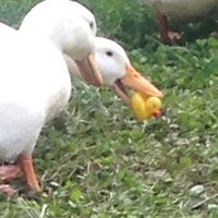 Утиный Дипломат (@qrirssz3ftwm7zi) 's Twitter Profile