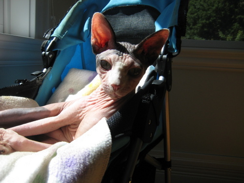 meow!  I'm a hairless kitty, I like to rip up the furniture and eat kittyfood.
