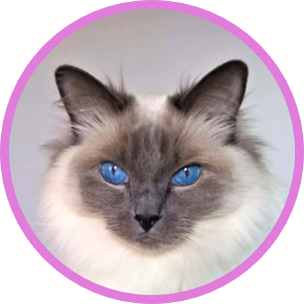 LillysFashion's profile picture. Retail company