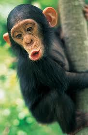 ¿Qué creen que un chimpancé tenga mucho que decir? (Bueno si pero no aquí)