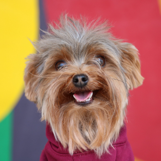 🐶 Napa, 3lb teacup yorkie blogger 🎂 May 8th 2016 📸 25k followers on Instagram https://t.co/mTP1elskEr Now on TikTok!