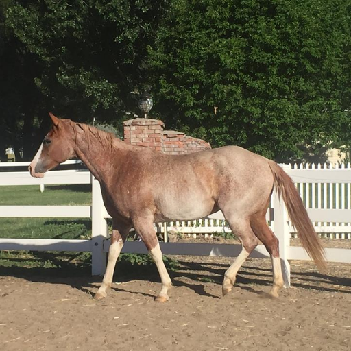 An Avid Hiker and Equestrian.