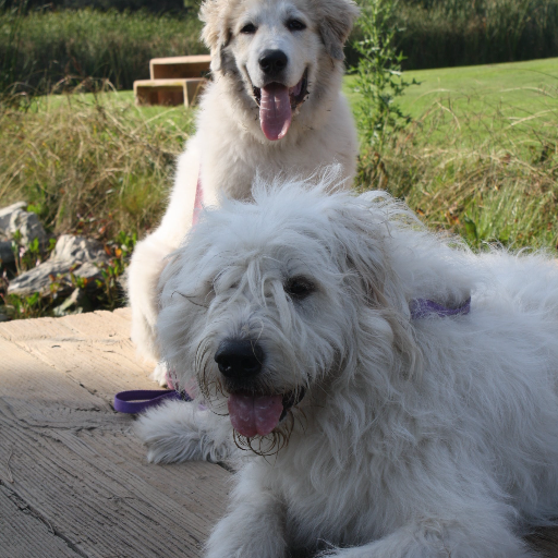 LBandBear's profile picture. just two fluffs and their human trying to figure things out😗