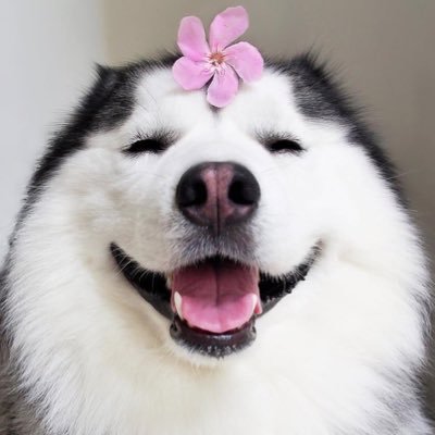 動物きんぐにゃむ キャベツに親を殺された犬さんの復讐 動物きんぐにゃむ キャベツに親を殺された犬さんの復讐