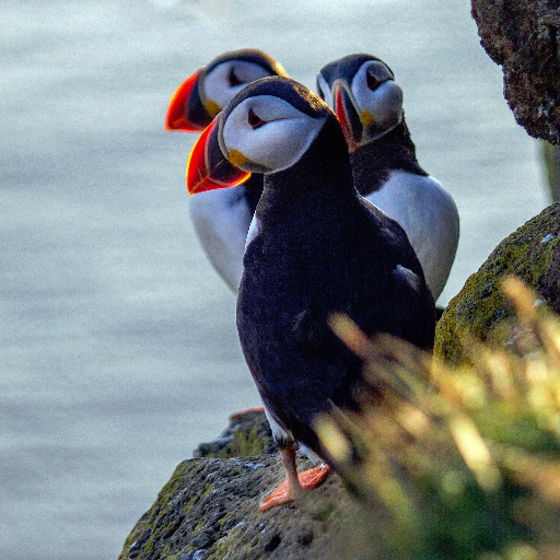 Enjoy unforgettable encounters with some of Britain's most iconic wildlife alongside a warm Yorkshire welcome!
Tweets by Yorkshire Wildlife Trust.