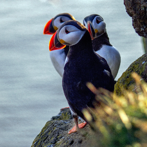 Enjoy unforgettable encounters with some of Britain's most iconic wildlife alongside a warm Yorkshire welcome! 

Tweets by Yorkshire Wildlife Trust.