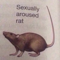 gabagool (@salamiboobs) 's Twitter Profile