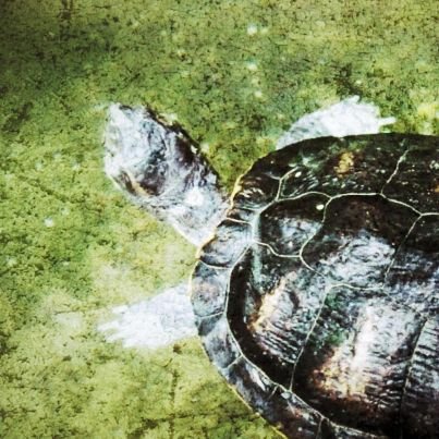 prabhatgarg's profile picture. Still naive.