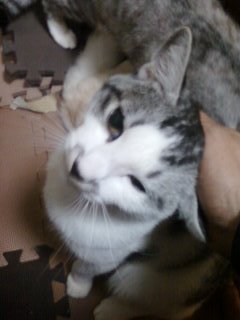 silver_dove's profile picture. 脳梗塞による半身麻痺の猫(=^・^=)でやんす♪mixiでも同名で日記書いてます♪お魚が大好きで、土浦の「知る人ぞ知る」某所に土曜日の06：00～14：00位に出没する可能性が高し。あ……それと、旦那と共に美味しいラーメン屋さんにも良く出没します（不定期です）。JAXAのイベントには“つくば限定”毎回出没。