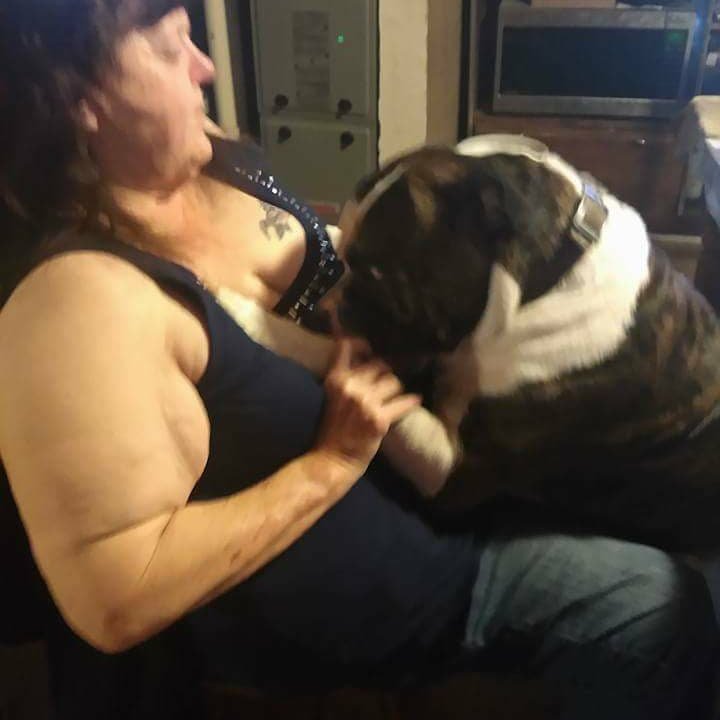 Disabled Nurse of over 35 yrs. Former Military wife, niece of a Colonel. Breeder & train my own PTSD THERAPY Rotts for 35 yrs, American Bulldogs for 10 yrs, CPP