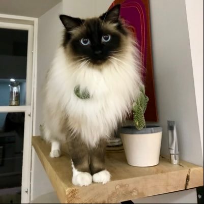 rosie803's profile picture. Just no.