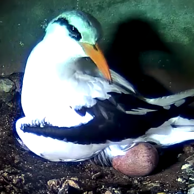 The White-tailed Tropicbird Cam is a collaboration between the Cornell Lab of Ornithology and Nonsuch Expeditions.