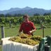 Steve Hammond (@thewinefromnz) Twitter profile photo Steve Hammond (@thewinefromnz) Twitter profile photo