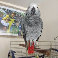 derek Sherratt (@dereksherratt) 's Twitter Profile Photo