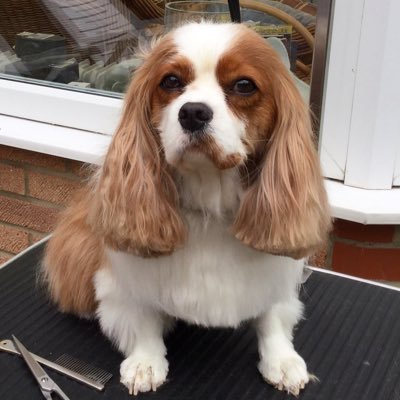 Dog lover. Maisie - CKCS. Microchip/scan all dogs #where'smum. Stop puppy farming. Cas/Em’dale/Corrie follower. Sugarcraft is a hobby. Pls support @dotslondon