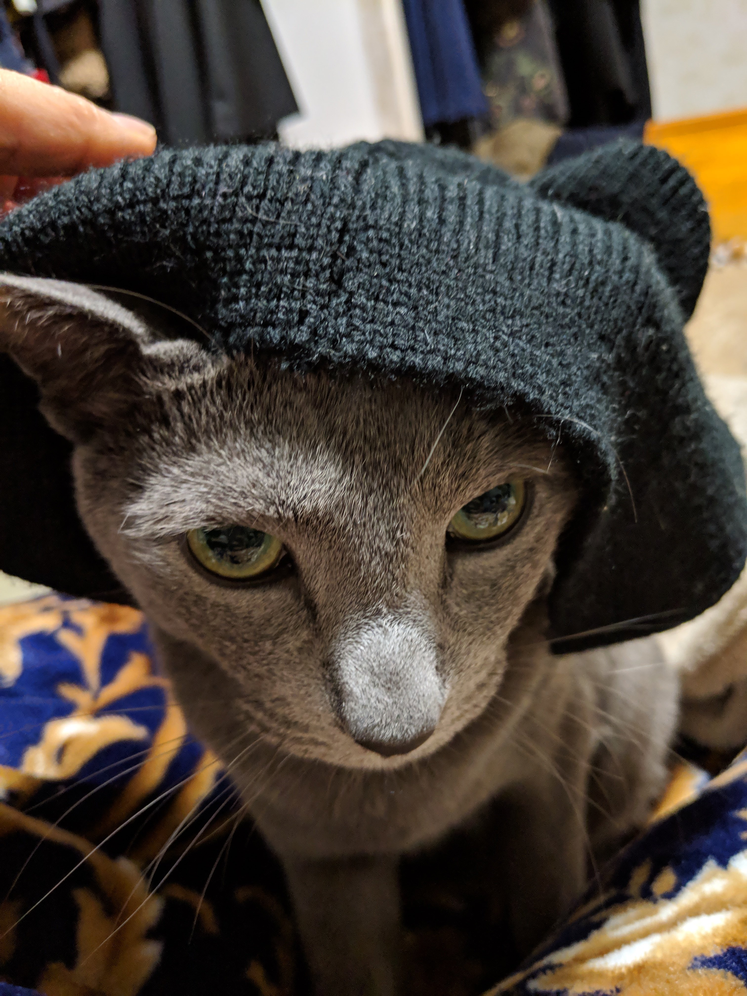 fYsEIFfJnOQoYV5's profile picture. ロシアンブルーのアルトを溺愛してます！ムーミンとヒグチユウコさんが大好き。本屋さんにいると幸せになります。