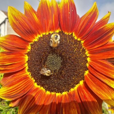 nodigjones's profile picture. Garden for a living and for wellbeing.  #gardeningastherapy #nodig #rescuedogsarebest