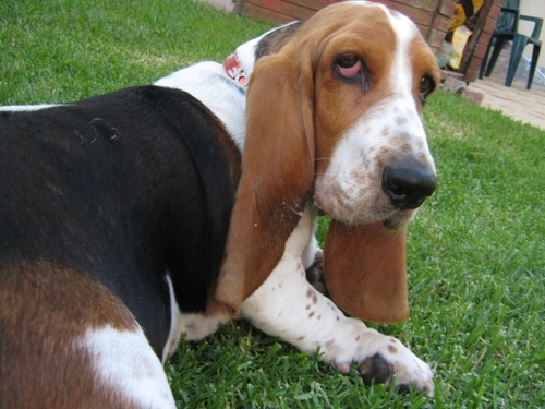 BassetCT's profile picture. 