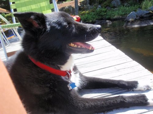 dogtrainblog's profile picture. Dog Blog, Tips Quips and Blips on Dog Training and Dogs. Check out my list for other quality dog information on twitter