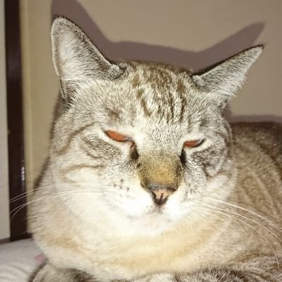 チャム猫のプロフィール写真