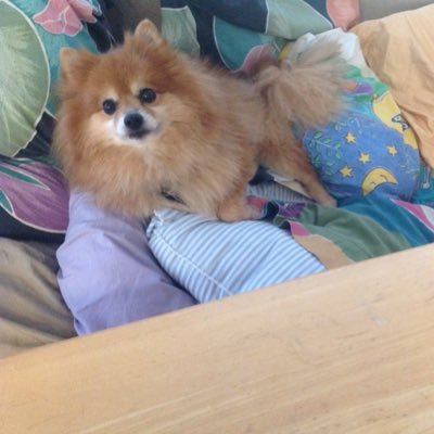 RomyPaule's profile picture. NFL Technology & Science Government & Politics