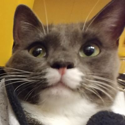 MitMitaine7's profile picture. mitaine nutz