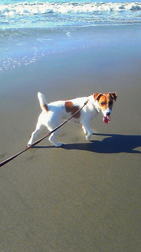 mari23531's profile picture. アラサー女子☆   ☆Favorite☆  愛犬（ジャックラッセルテリア） コーヒー、ワイン、スキューバダイビング、スキー、映画、読書、ピアノ、海、春、