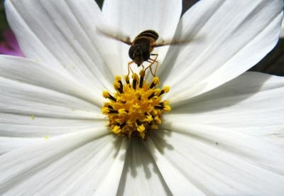 Serial pollinator of Thoughtcrime. Know when to be a bee; when to be a hermit crab.