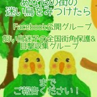 鳥の保護情報】飼い鳥迷子の全国街角保護&目撃情報収集グループ