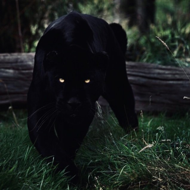 thefundgod's profile picture. The man who does the Will of God lives forever