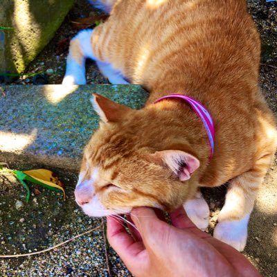 beebeee77's profile picture. ペぎっ子。ユース ベーコン。