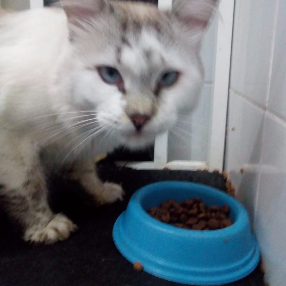 Não faço nada particularmente importante, não gosto muito de nada e tô evitando me importar com qualquer coisa que n seja aves de rapina ou gatos.
(Dela/Ela)