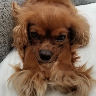 frankiebits's profile picture. defi | defense | osint | fun