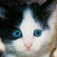 мир кожи и меха (@gfhftyfj) 's Twitter Profile