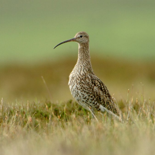 Working closely with the farming community, developing and trialing new and innovative approaches to stem the decline of the Irish breeding Curlew population