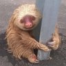 slothtooslow's profile picture. 